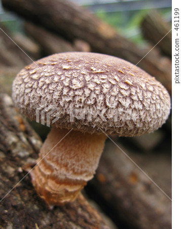 Deep depth of raw wood shiitake mushroom to eat and know Deep depth of raw wood shiitake mushroom to eat and know 461199