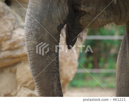Asian elephant Asian elephant 461221