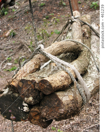 Shrimp wood logs pulled down from the mountain 461239