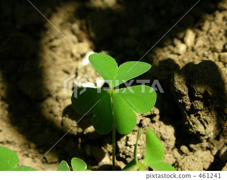 Mitsuba's Clover Mitsuba's Clover 461241