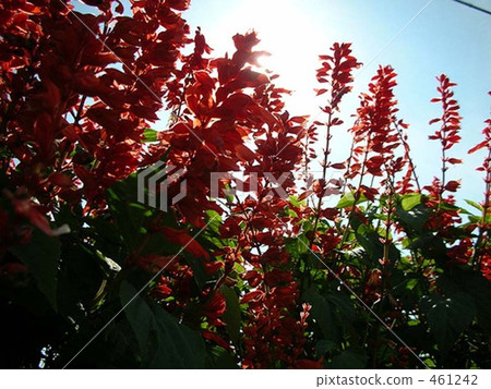 Salvia Salvia 461242