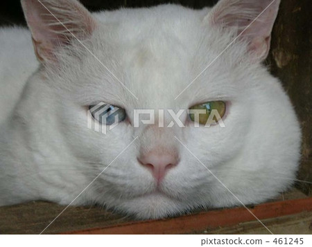 Cat resting Cat resting 461245