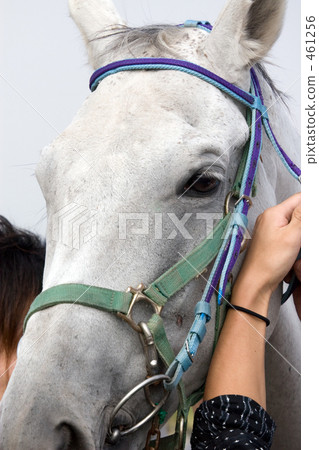 純種馬面朝上 461256