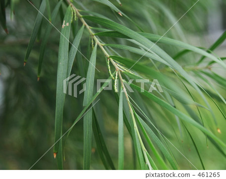 Naga Bana Acacia Naga Bana Acacia 461265