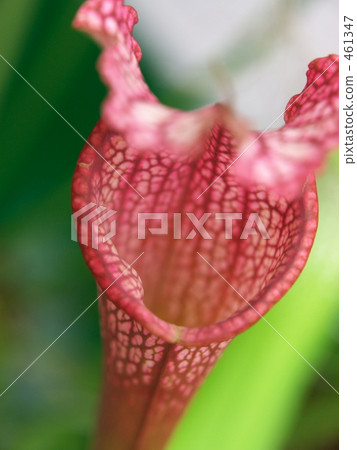 Ugubokazura Ugubokazura 461347