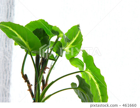 窗邊的植物 461660
