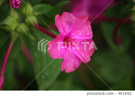 晨露杜鵑花 461692