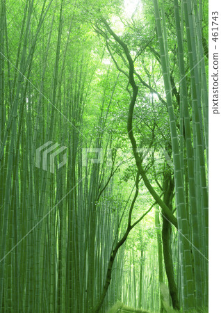  竹林 461743