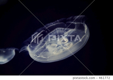 Mai of Mystery: Jellyfish 461772