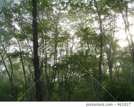 thicket, coppice, thickets 461817