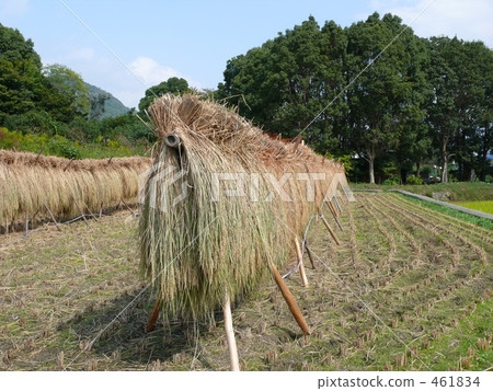 Dried rice 461834