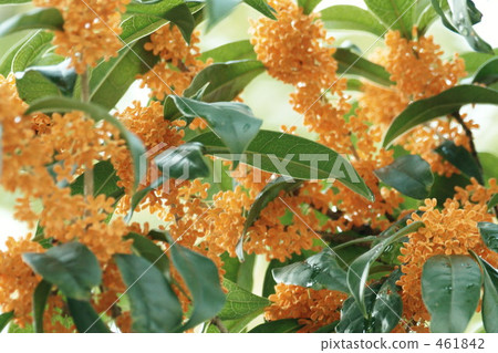 Osmanthus (5) Osmanthus (5) 461842