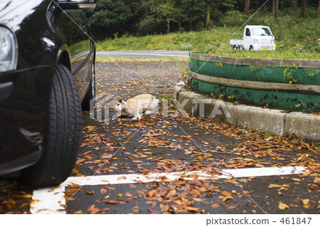 Car and rabbit and fallen leaves 461847
