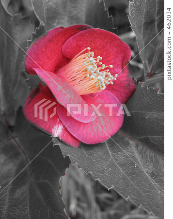 一種芬芳的山茶花 一種芬芳的山茶花 462014