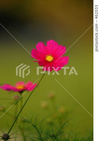Cosmos Cosmos 462033