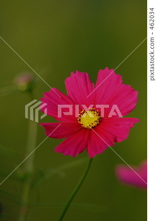 Cosmos Cosmos 462034
