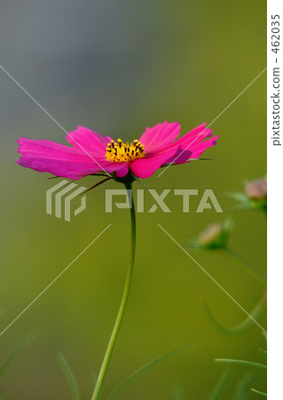 Cosmos 462035