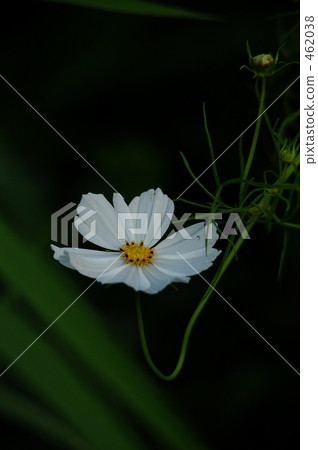 Cosmos Cosmos 462038