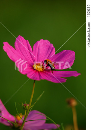 Cosmos Cosmos 462039