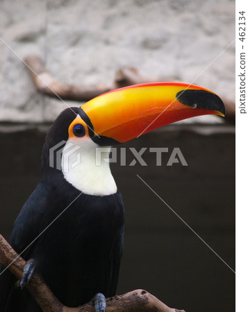 Toucan 462134