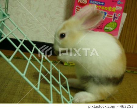 Mini rabbit Mini rabbit 462253