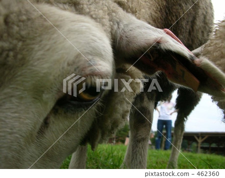 Sheep up Sheep up 462360