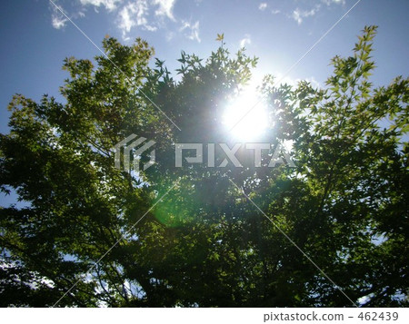 Sunlight through the sun 3 462439