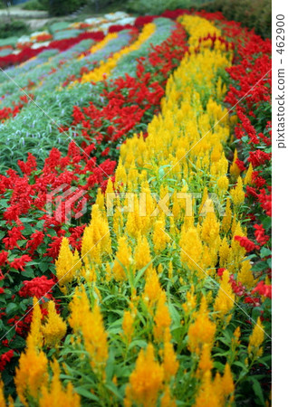  Flower garden 462900