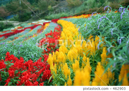  Flower garden 462903