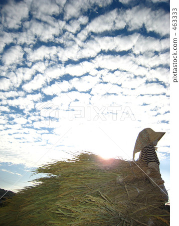 Scaly cloud Agricultural rice reaping 2 463333