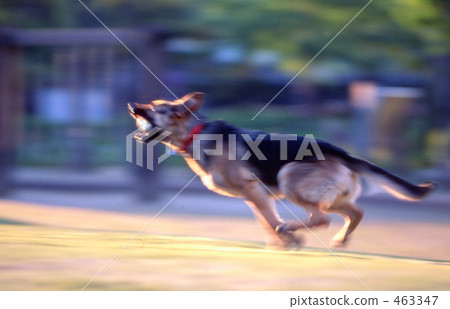 跑狗 463347