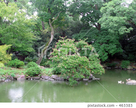 京都花園池塘 京都花園池塘 463383