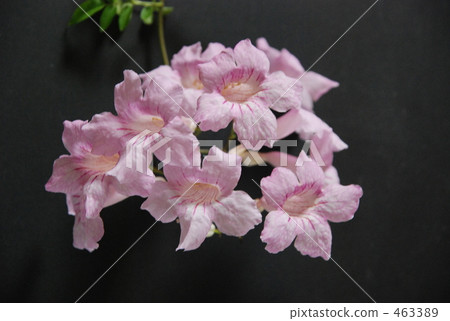 Flowers Flowers 463389