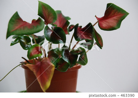 Foliage plant Foliage plant 463390