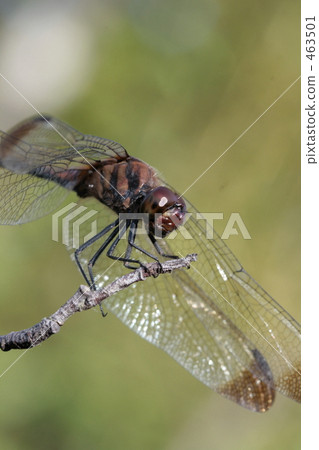 蜻蜓在這裡 463501