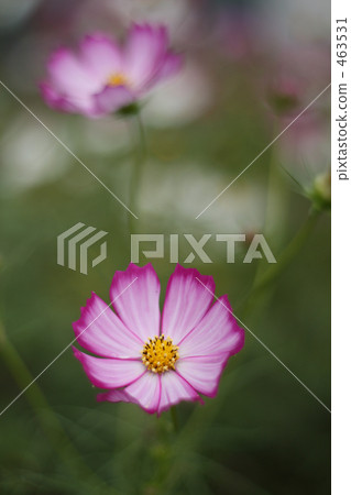 Fragrance of autumn cherry 04 463531