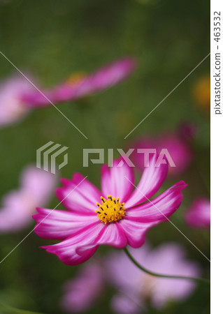 Fragrance of autumn cherry 05 463532