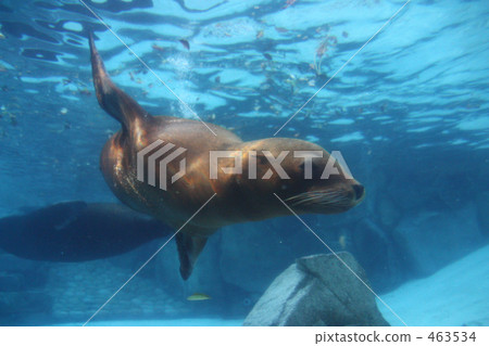 Sea lion 463534