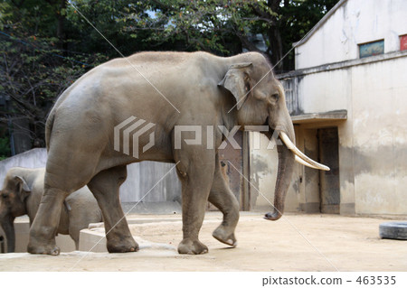 Elephant 2 463535