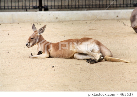 Kangaroo 3 463537