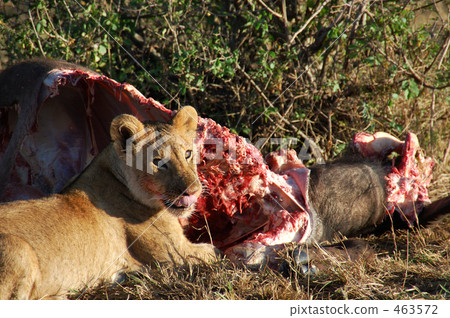 Hunt for Masai Mara Hunt for Masai Mara 463572