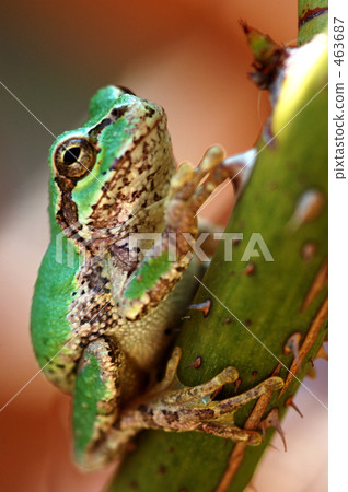 Frog touching thorns 463687