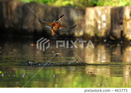 Flight kingfisher Flight kingfisher 463775