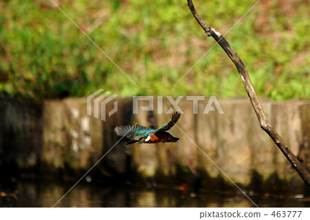 Flight kingfisher Flight kingfisher 463777