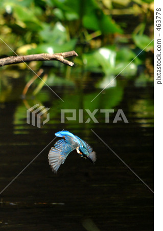Flight kingfisher Flight kingfisher 463778