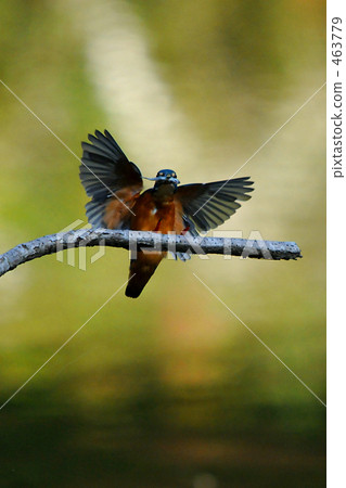 Flight kingfisher Flight kingfisher 463779