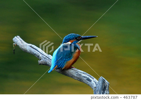 Kingfisher Kingfisher 463787