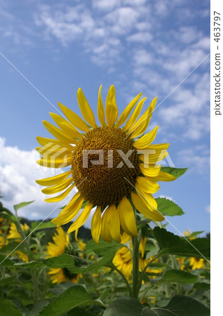 Sunflower 463797