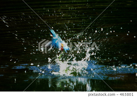 Flight kingfisher 463801