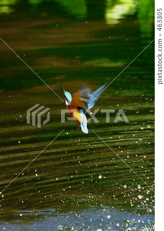 Flight kingfisher 463805